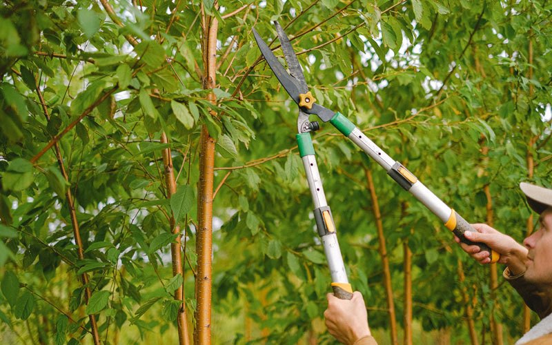 Tree trimming in Albuquerque, NM